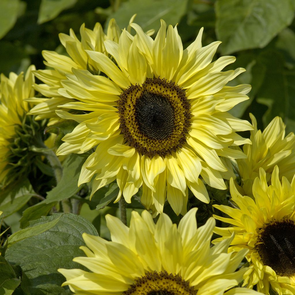 Helianthus annuus 'Garden Statement'