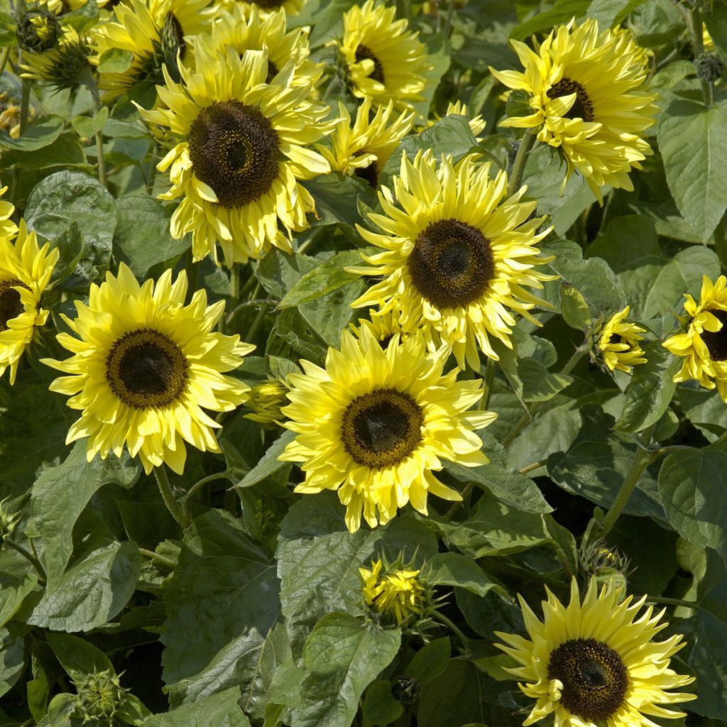 Helianthus annuus 'Garden Statement'