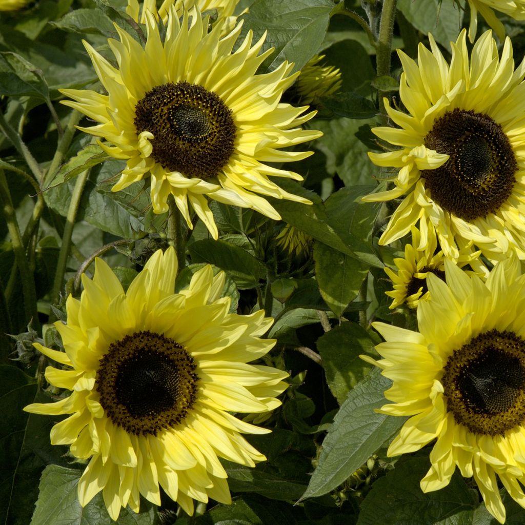 Helianthus annuus 'Garden Statement'