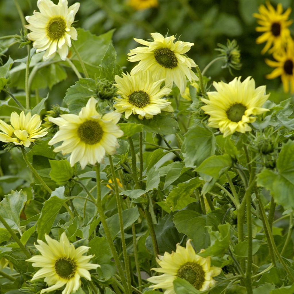 Helianthus debilis subsp. cucumerifolius 'Italian Green Heart'