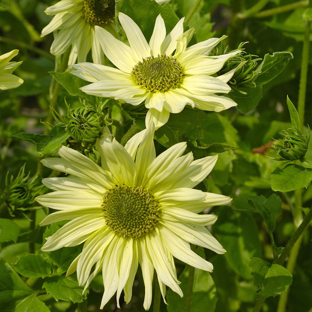 Helianthus debilis subsp. cucumerifolius 'Italian Green Heart'