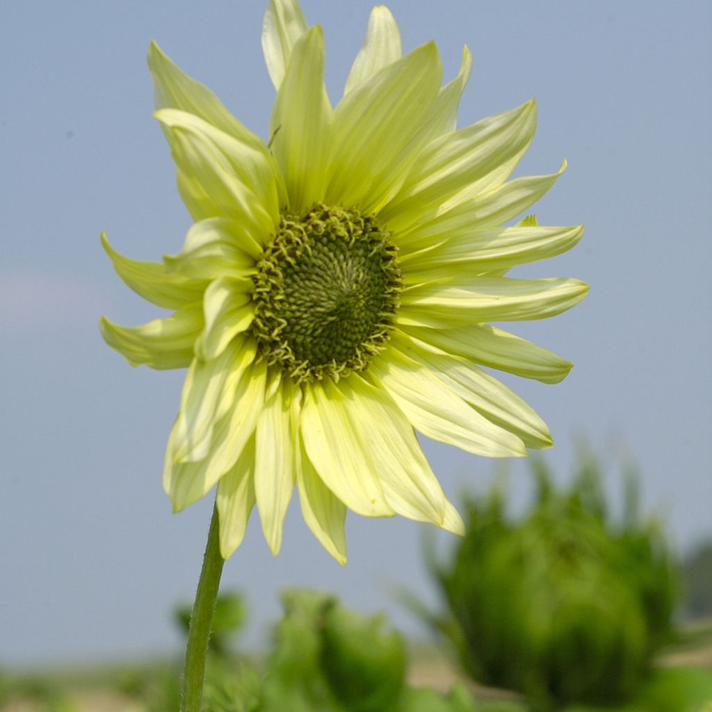 Helianthus debilis subsp. cucumerifolius 'Italian Green Heart'