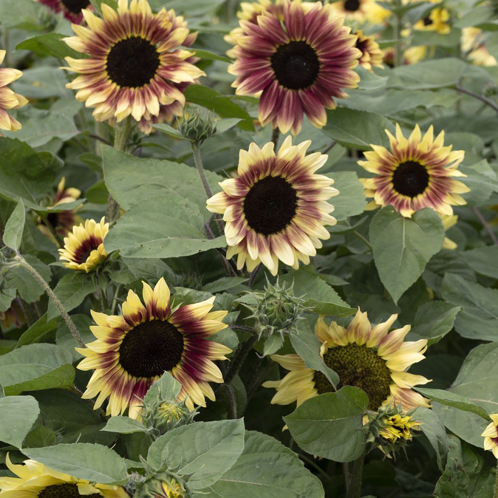 Sunflower Summer Lovin F1 - Helianthus annuus