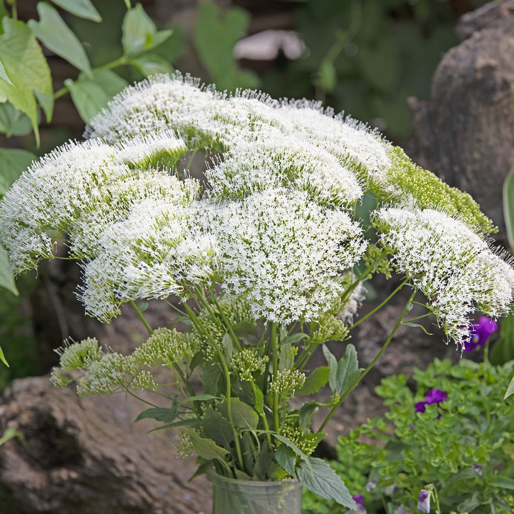 Trachelium caeruleum White Knight - seeds