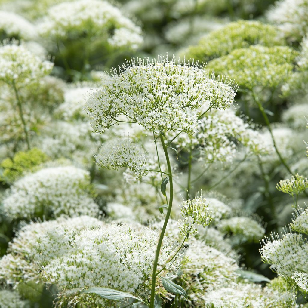 Trachelium caeruleum White Knight - seeds