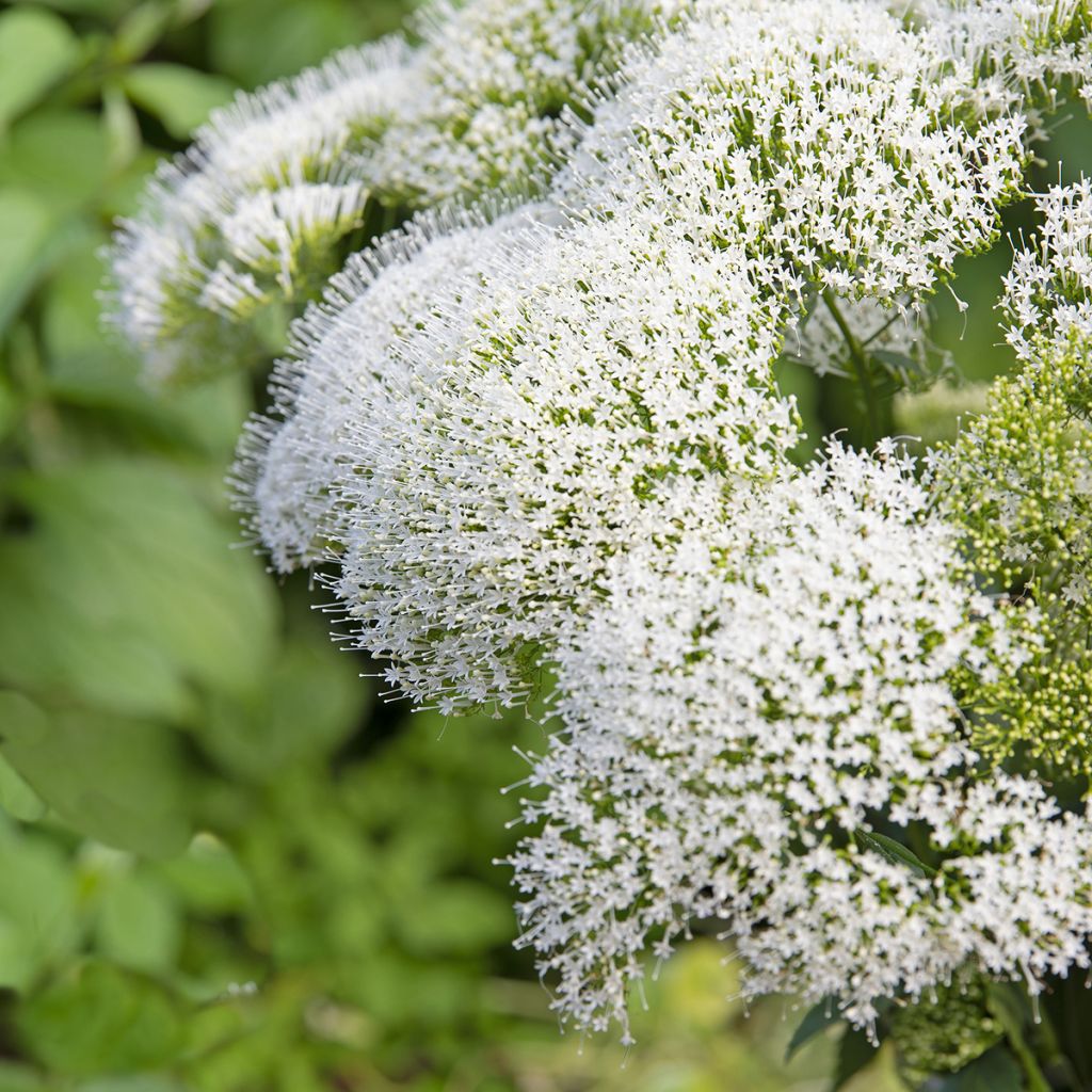 Trachelium caeruleum White Knight - seeds