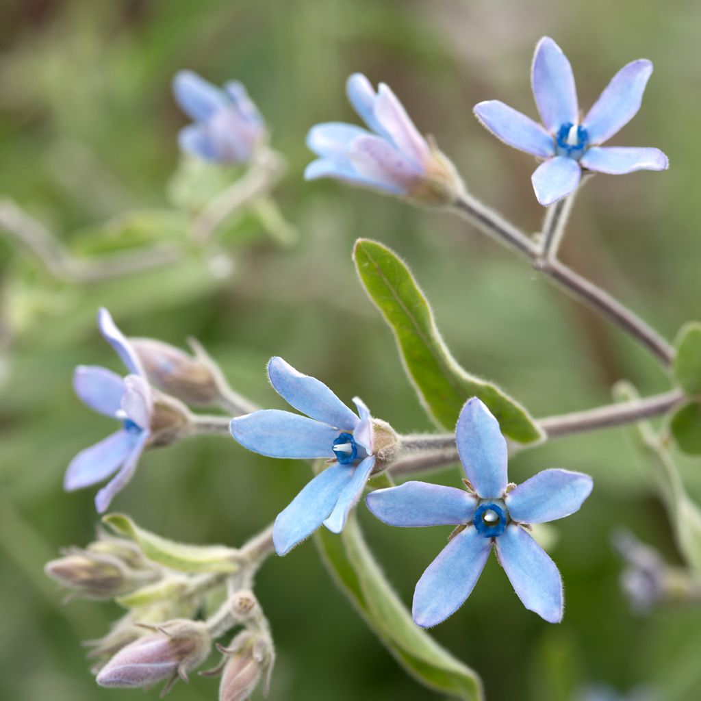 Tweedia Heavenly Blue - seeds