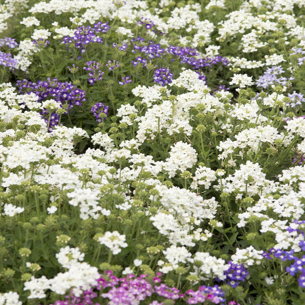 Verbena Scentsation Mix - seeds