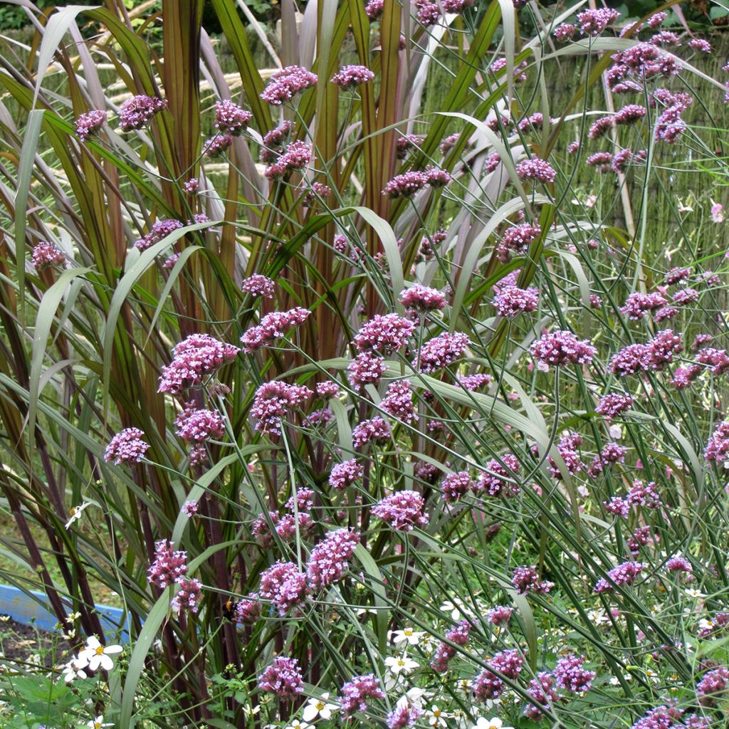 Verbena Purple Top - Vervain Seeds