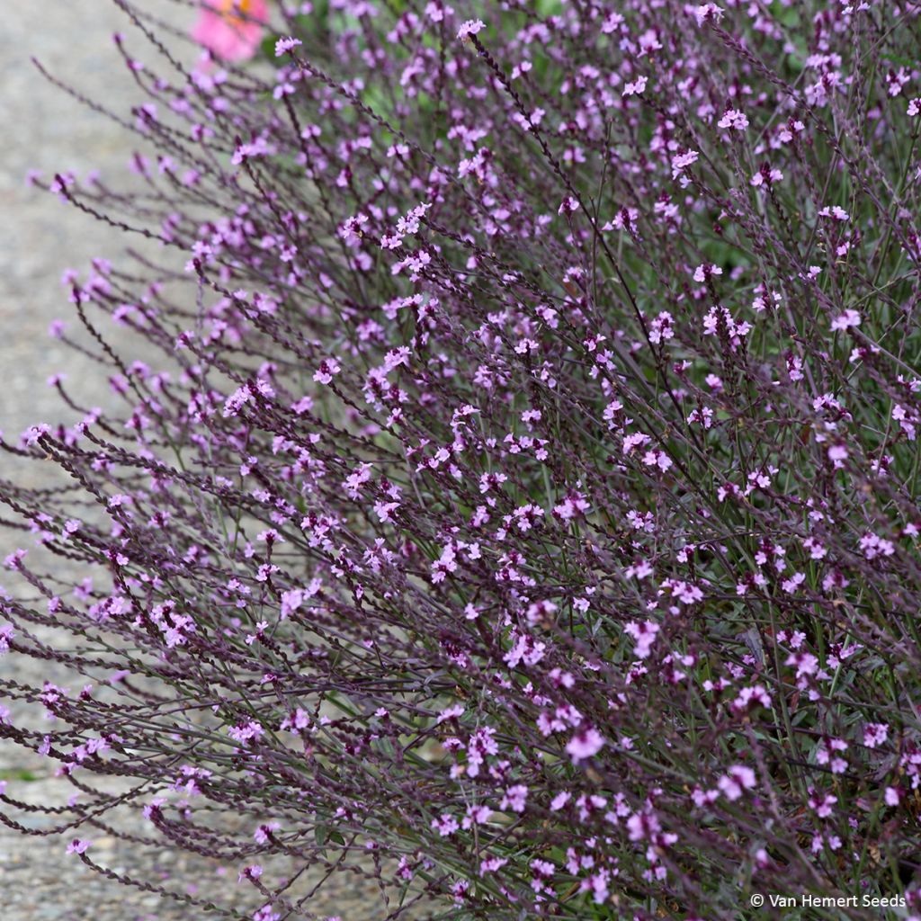 Verbena officinalis Bampton Seeds