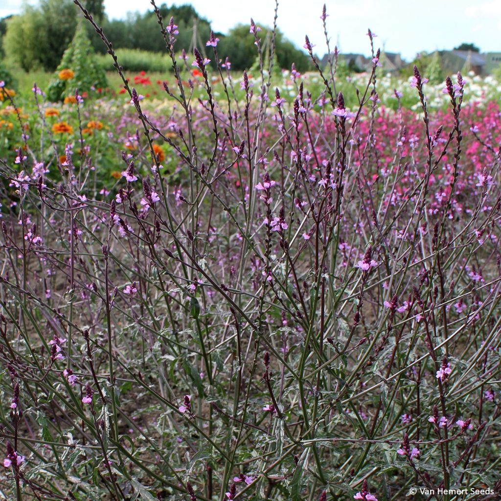 Verbena officinalis Bampton Seeds