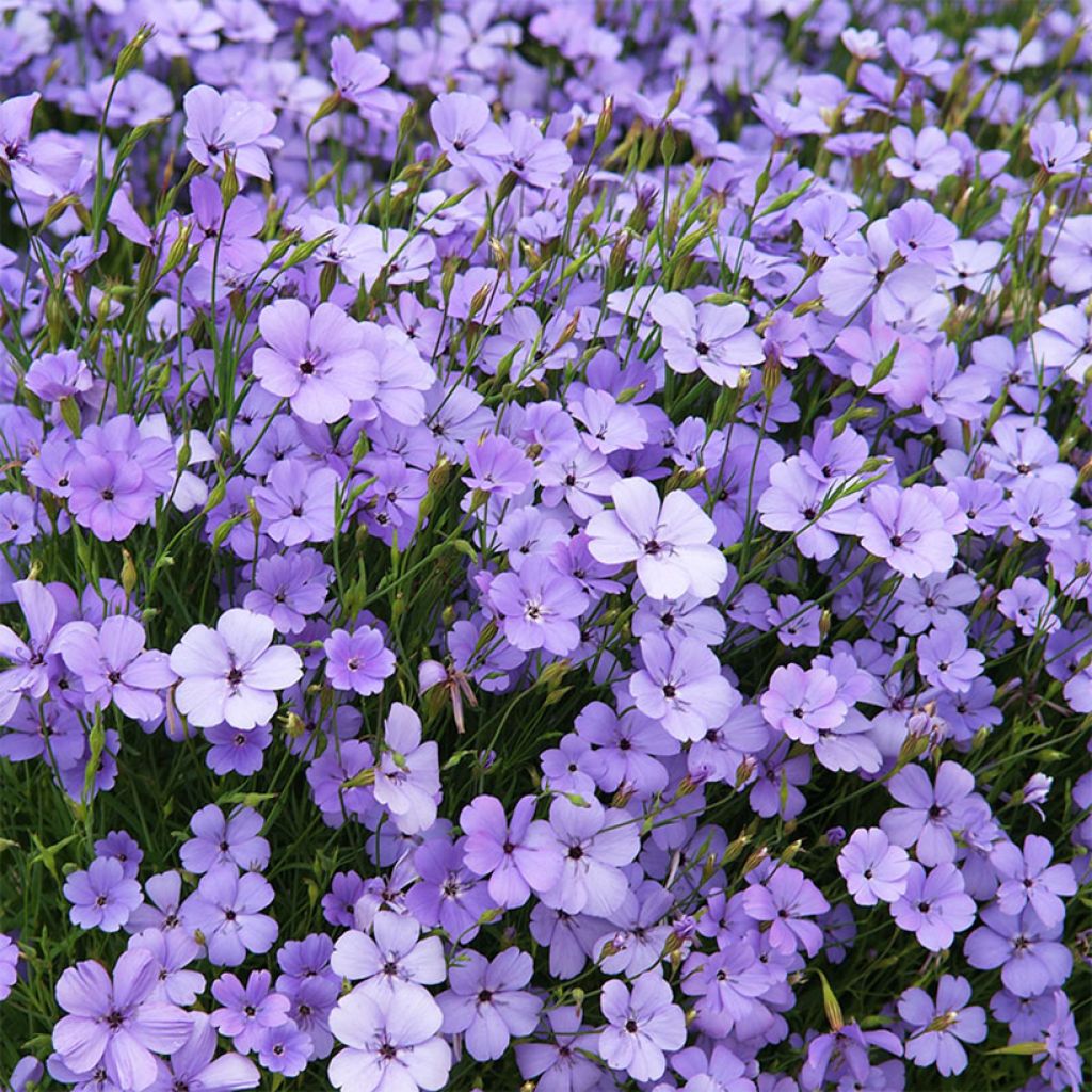 Viscaria oculata Blue Angel - seeds