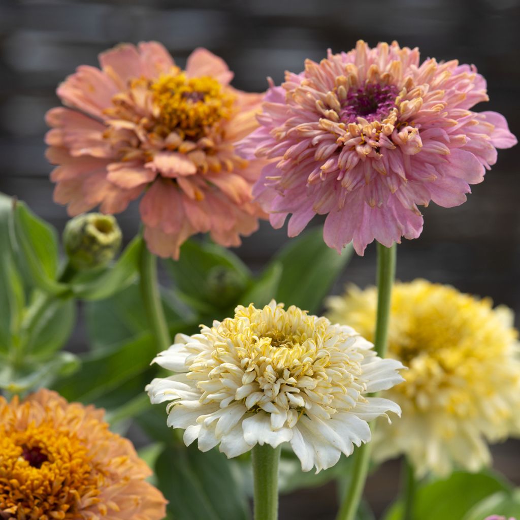 Zinnia elegans Cresto Peaches and Cream - seeds