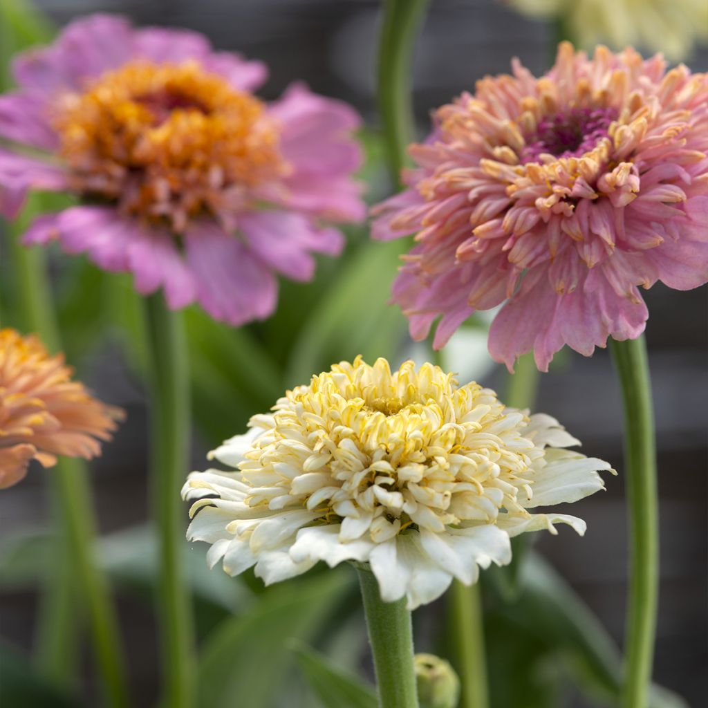 Zinnia elegans Cresto Peaches and Cream - seeds