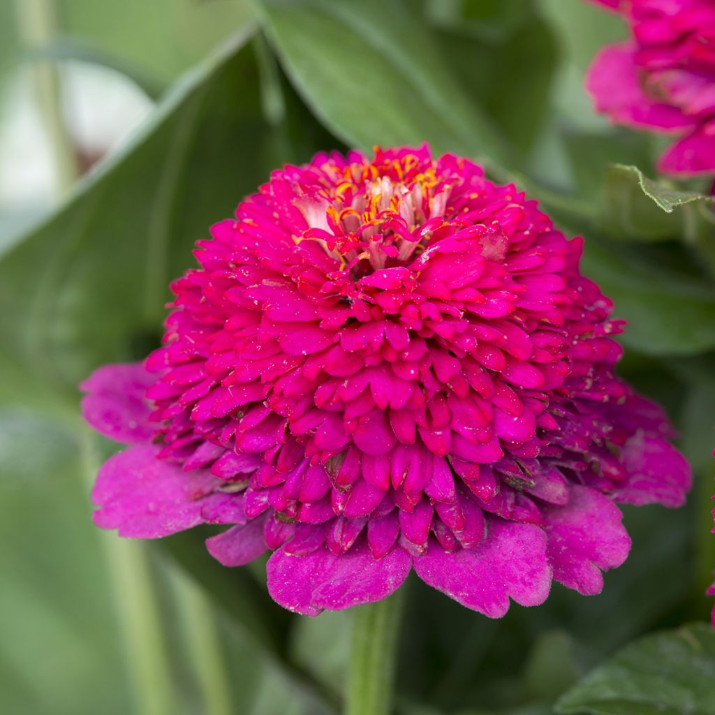 Zinnia elegans Cresto Violet - seeds