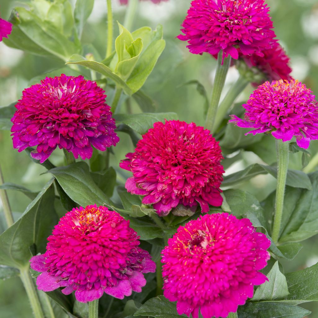 Zinnia elegans Cresto Violet - seeds