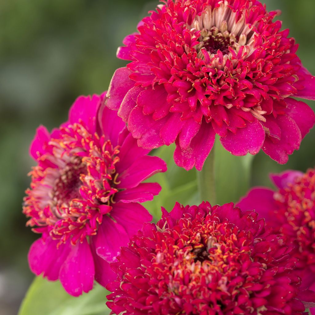 Zinnia elegans Cresto Violet - seeds