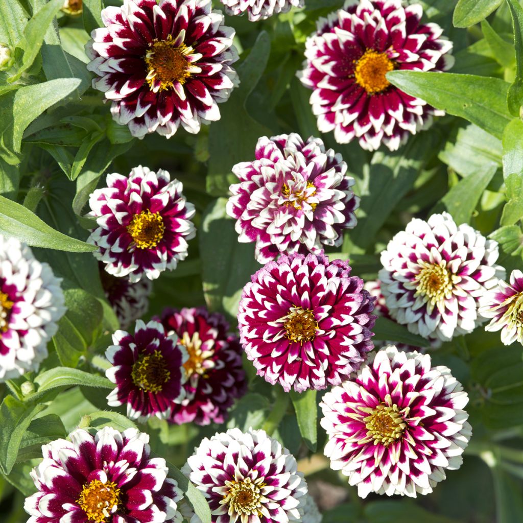 Zinnia haageana Jazzy Red - seeds