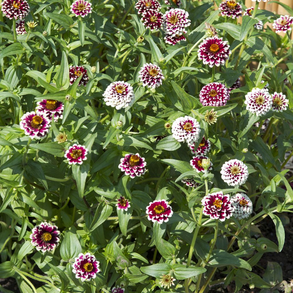 Zinnia haageana Jazzy Red - seeds