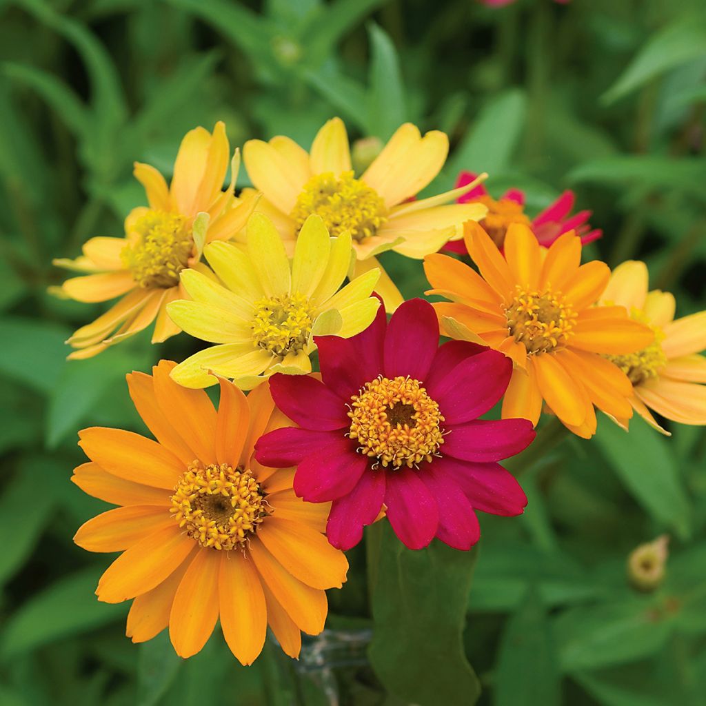 Zinnia elegans Pinwheel Mixed - seeds