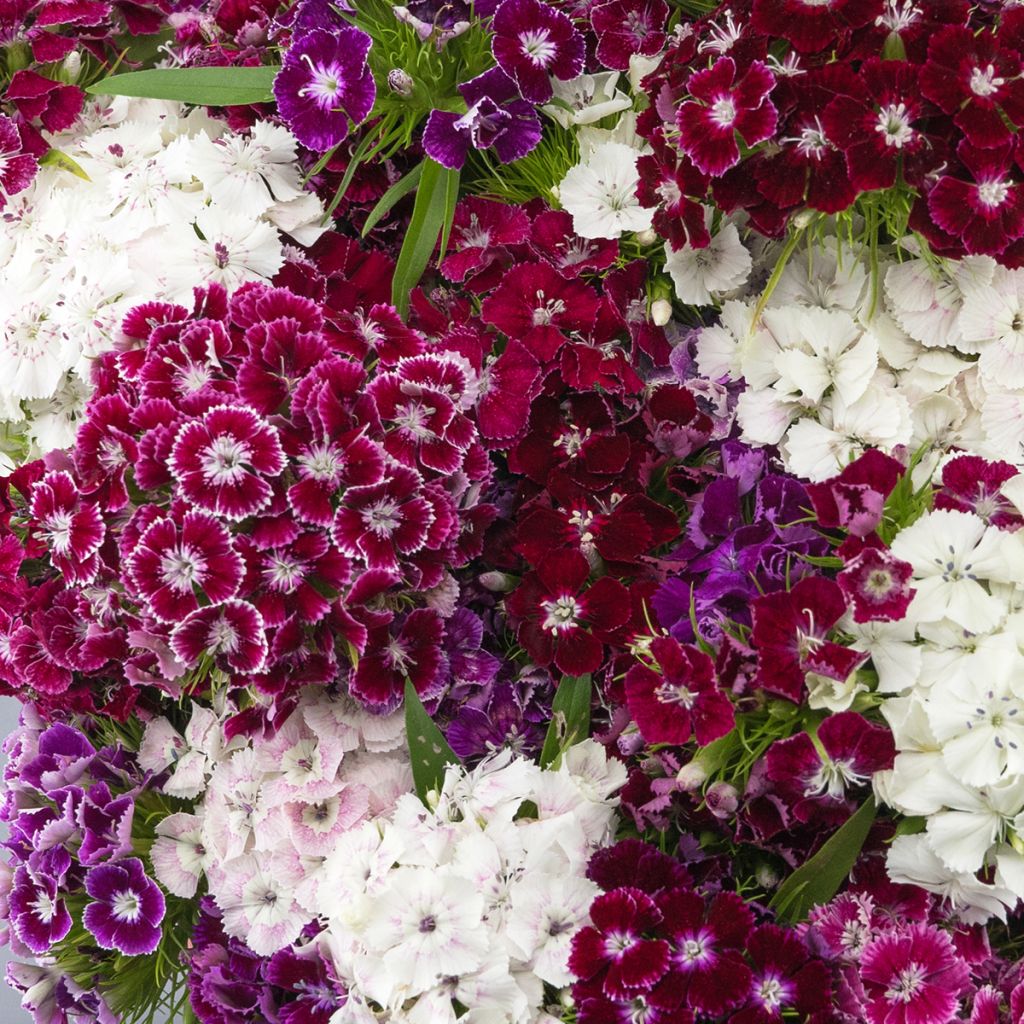 Dianthus barbatus Hollandia Purple Crown - Sweet William seeds