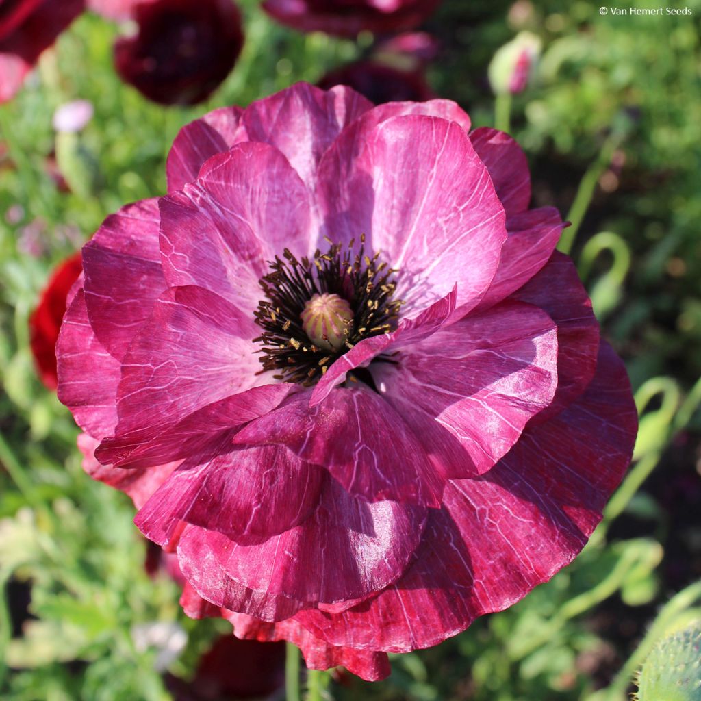 Poppy Pandora Seeds - Papaver rhoeas