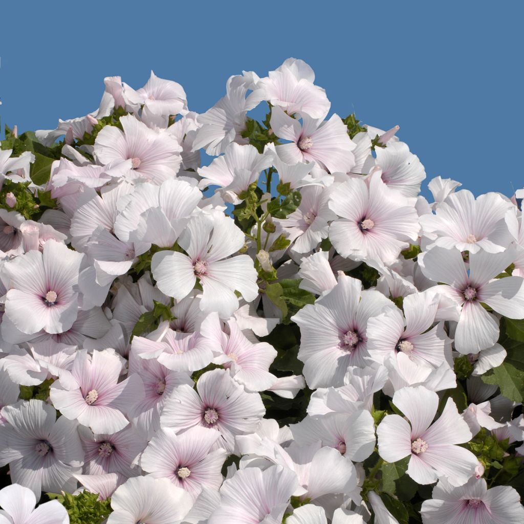 Lavatera trimestris New Dwarf Pink Blush - Rose Mallow