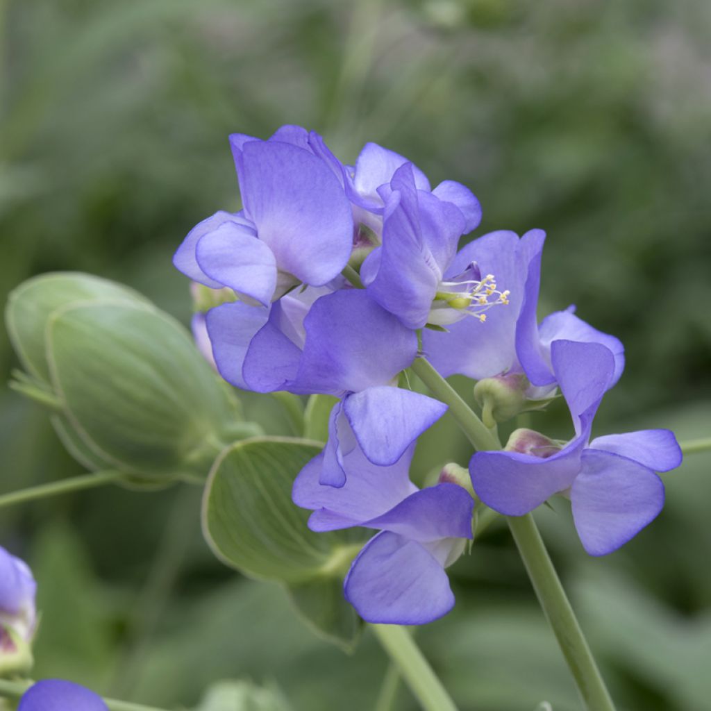 Lathyrus nervosus - Lord Anson's blue pea