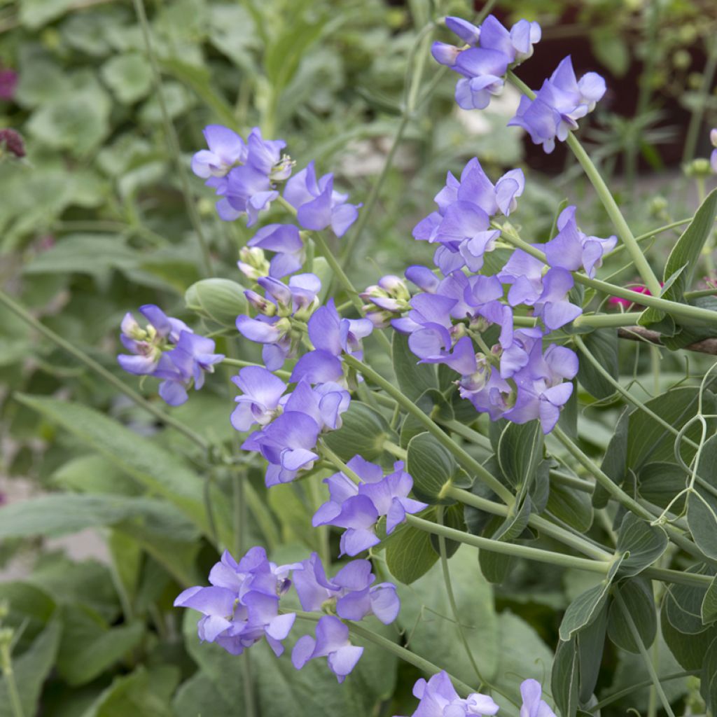 Lathyrus nervosus - Lord Anson's blue pea