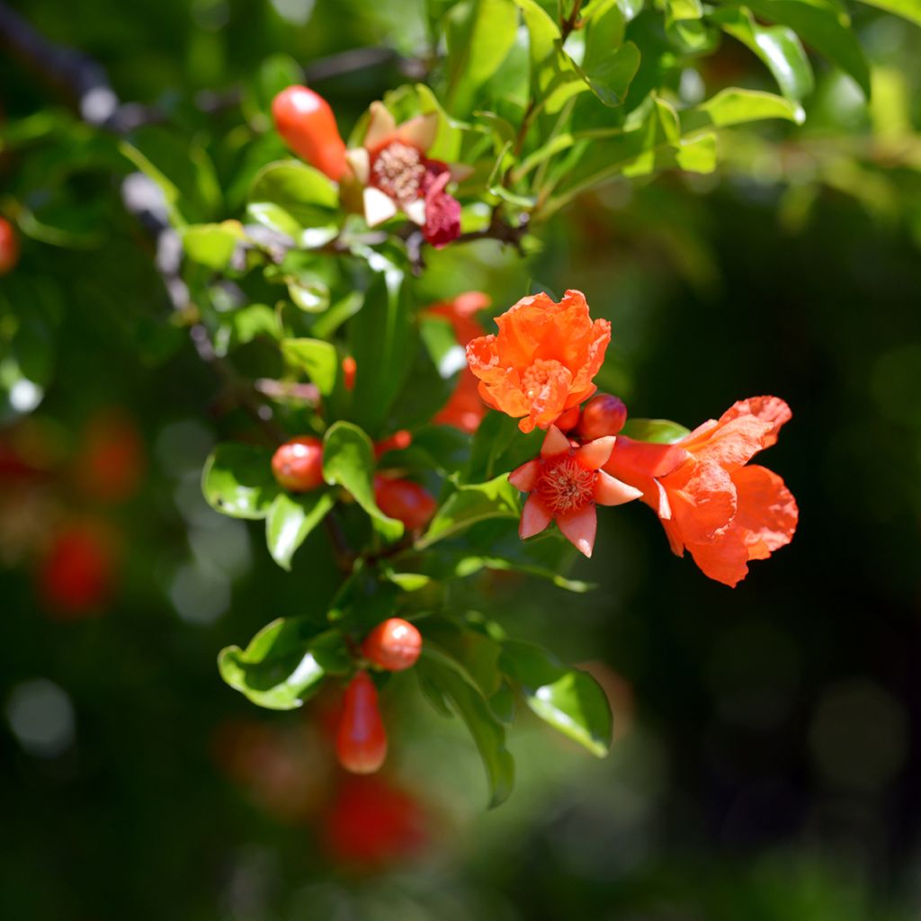 Grenadier à fruits - Punica granatum Dente di leone