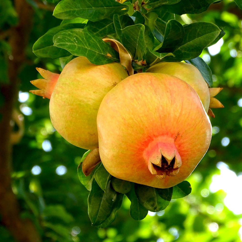 Grenadier à fruits - Punica granatum Mollar de Elche