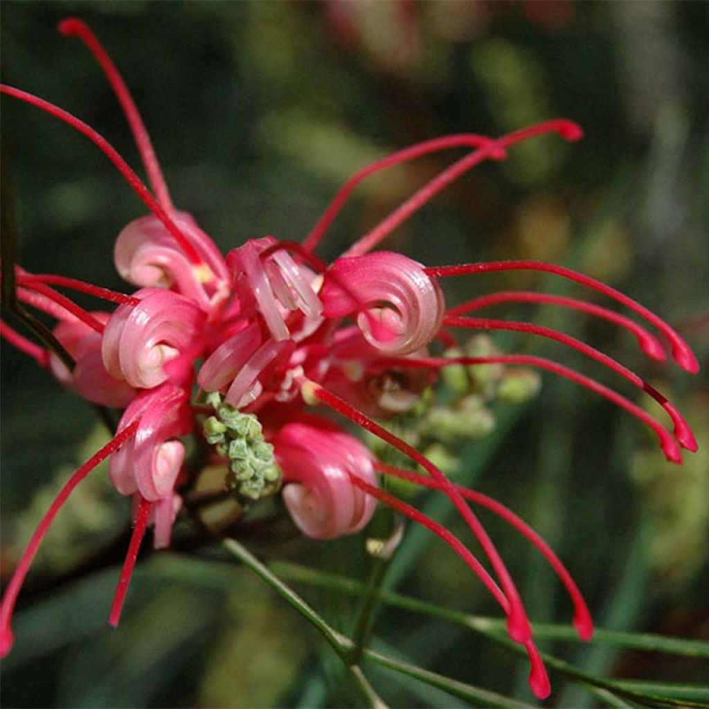 Grevillea johnsonii