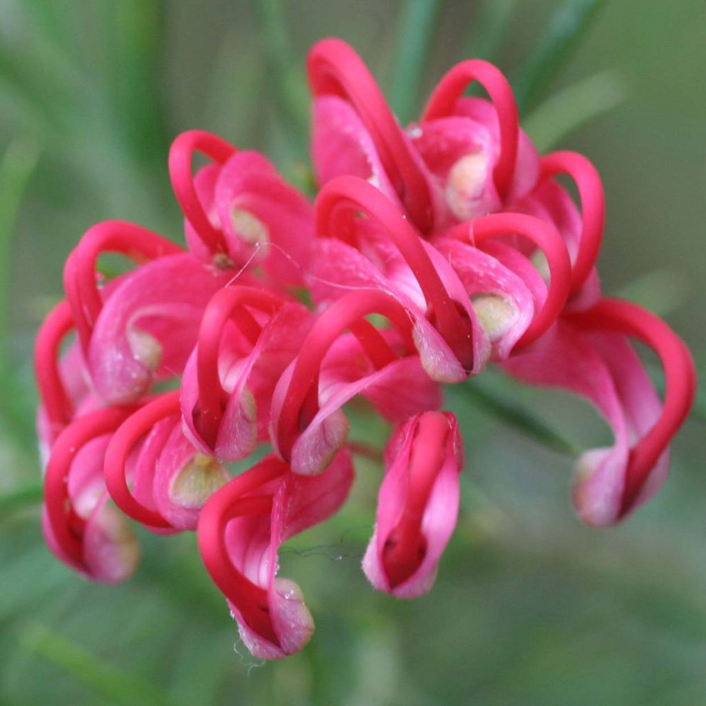 Grevillea juniperina - Grévilléa à feuilles de genévrier 