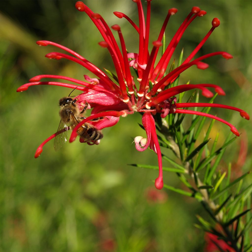 Grevillea rosmarinifolia Clearview David