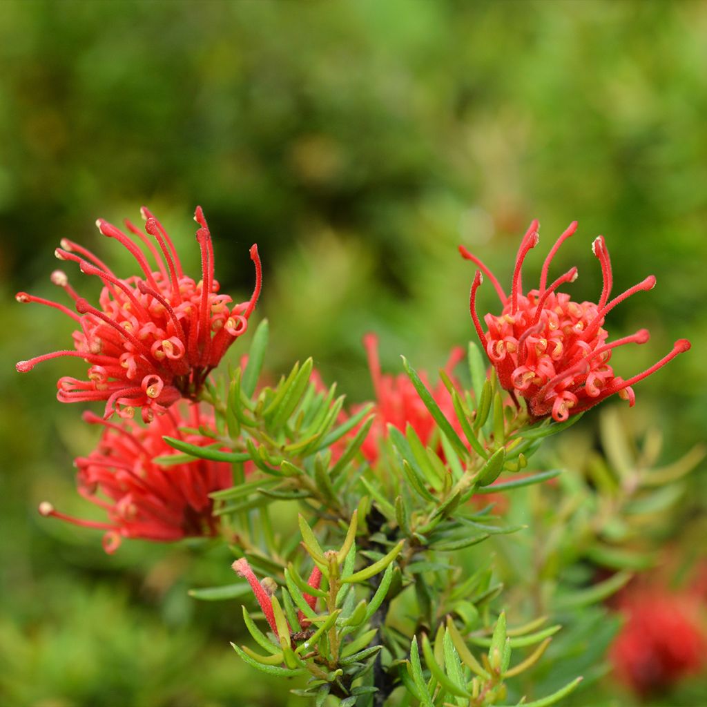 Grevillea rosmarinifolia Clearview David