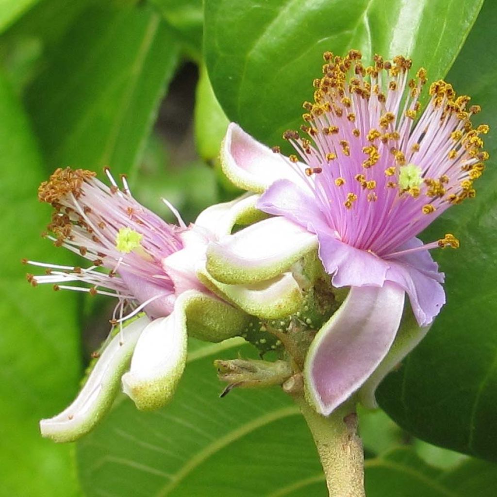 Grewia occidentalis