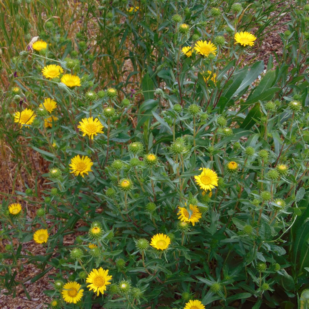 Grindelia camporum