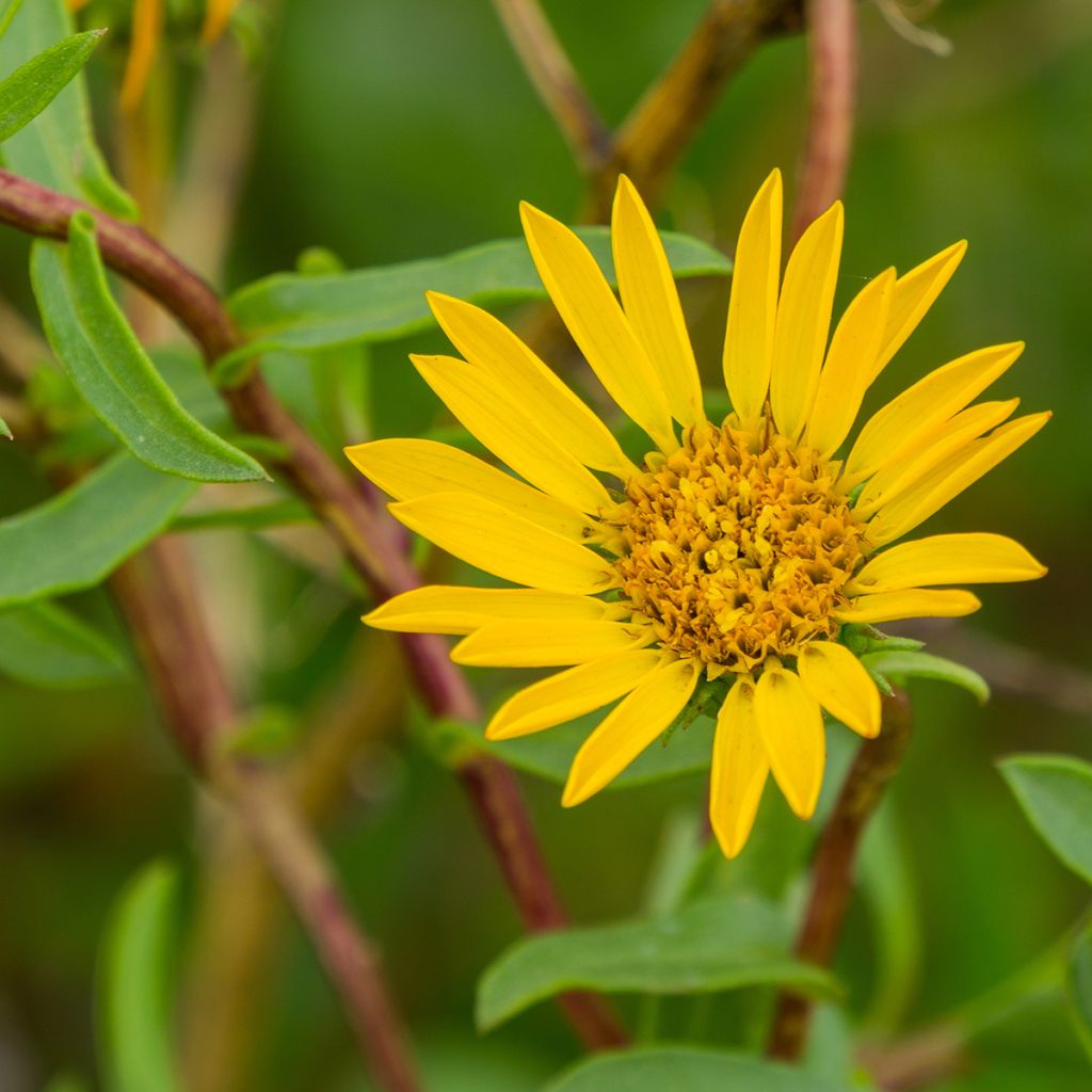 Grindelia camporum