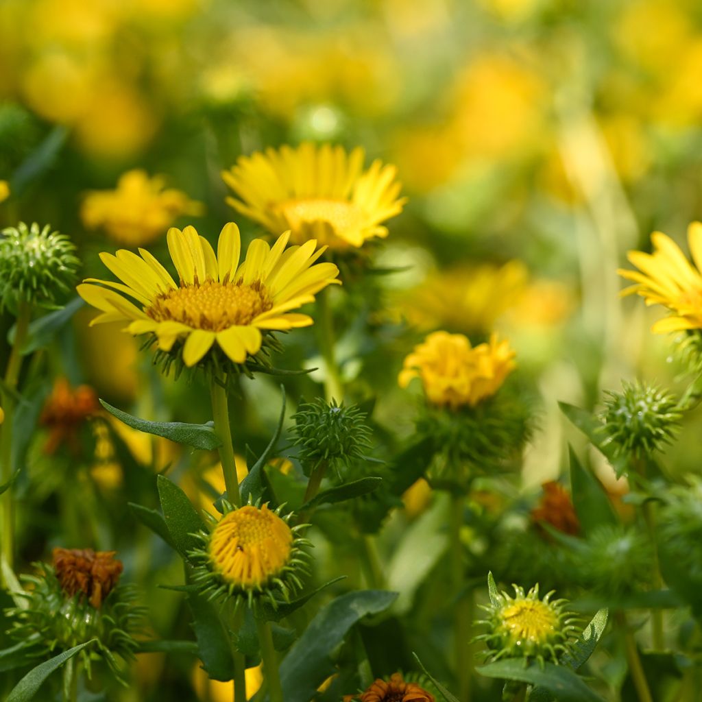 Grindelia integrifolia