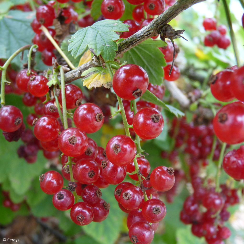 Ribes rubrum Ribest 'Lisette'