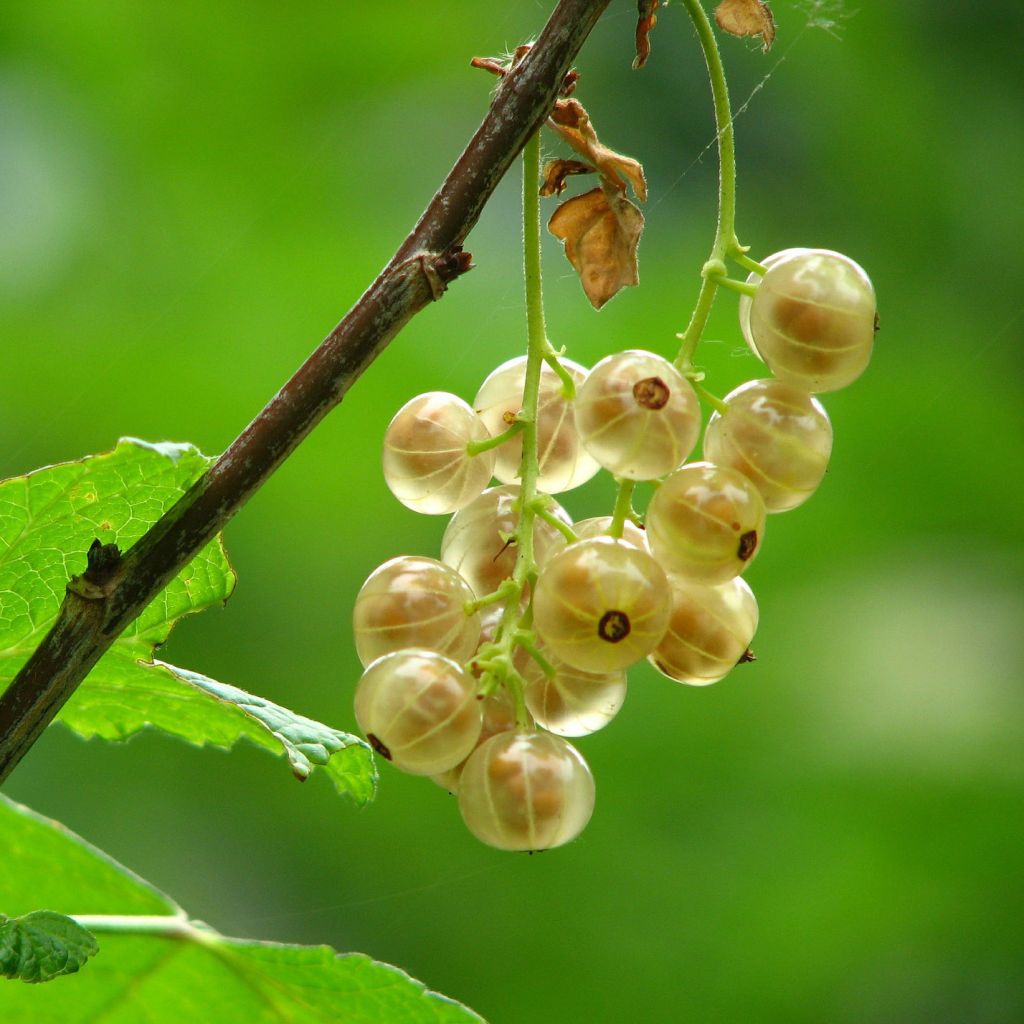 Groseillier à grappes Versaillaise blanche