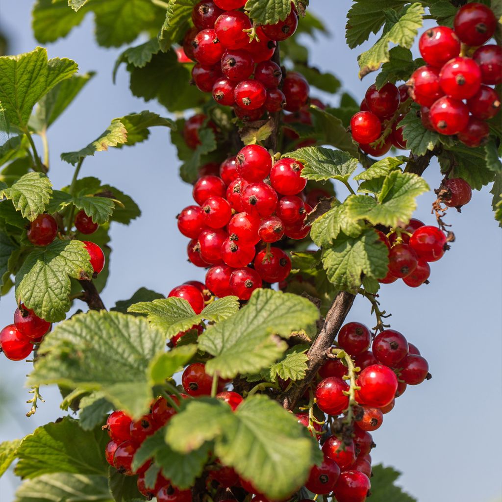 Groseillier à grappes rouges Delbard Giganta - Ribes rubrum en pot de 2l/3l