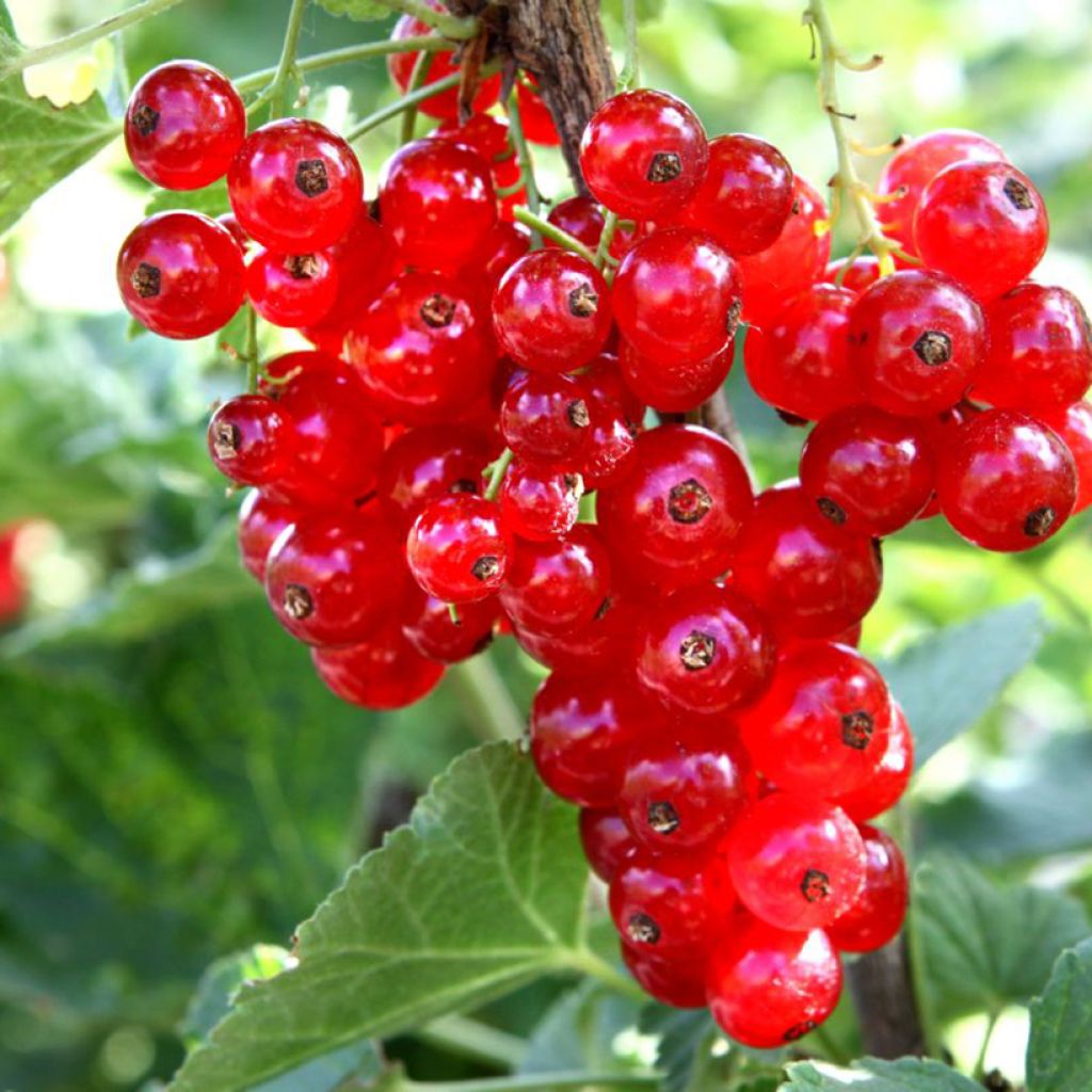 Ribes rubrum Ribest  'Babette' 