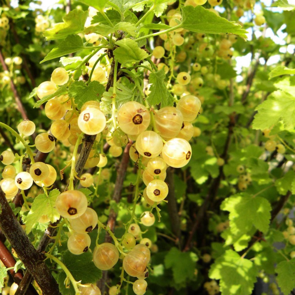 Ribes rubrum 'Hollande Blanche'