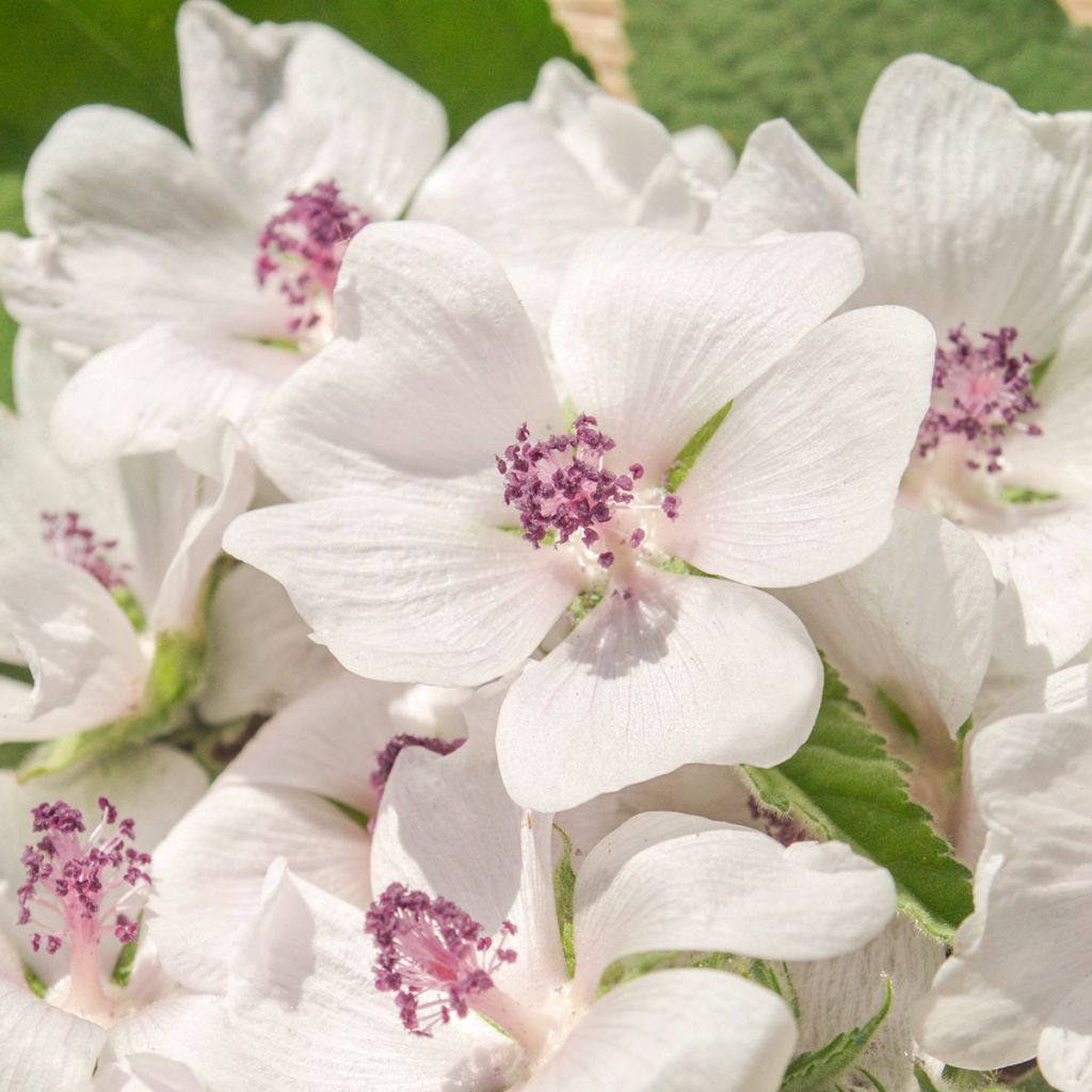 Althaea officinalis