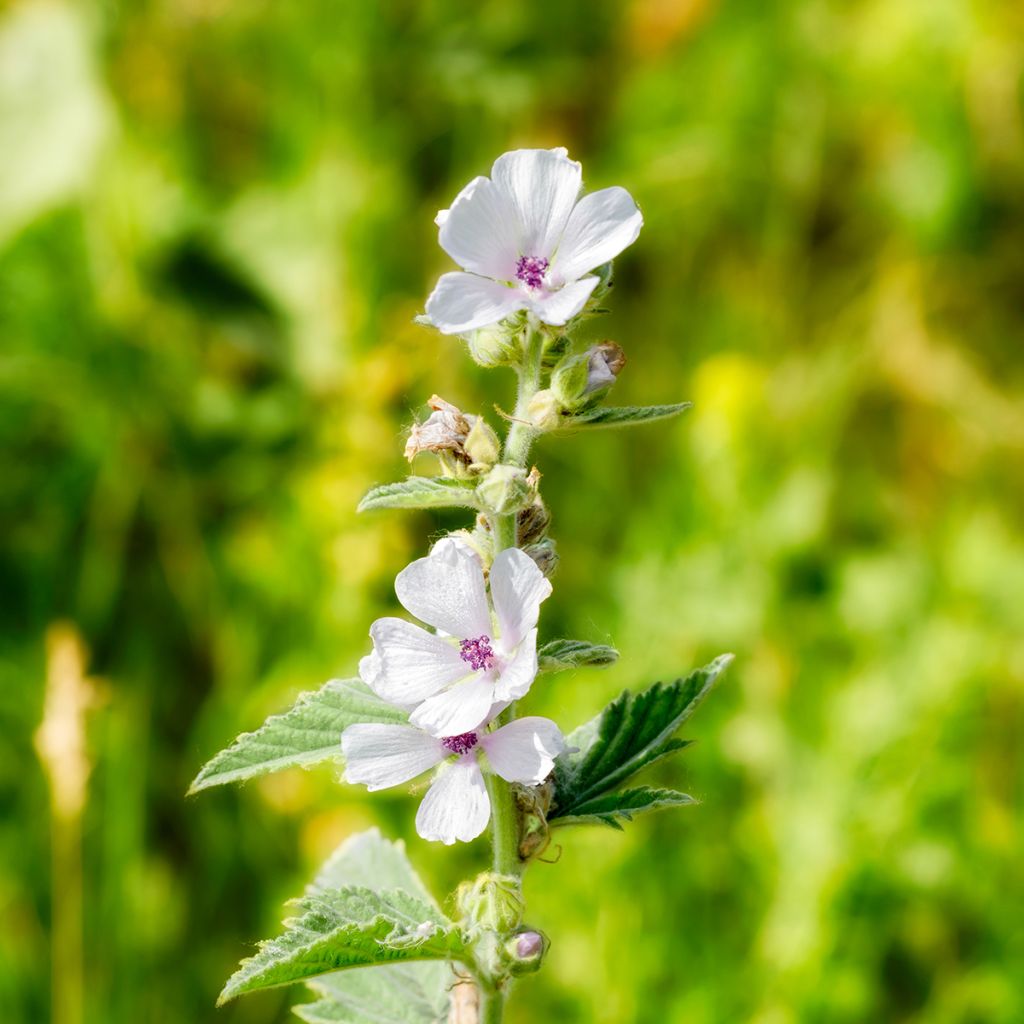 Althaea officinalis