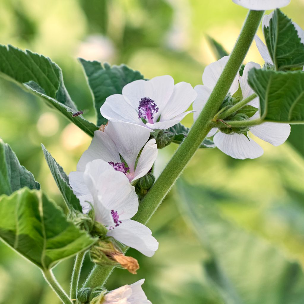 Althaea officinalis