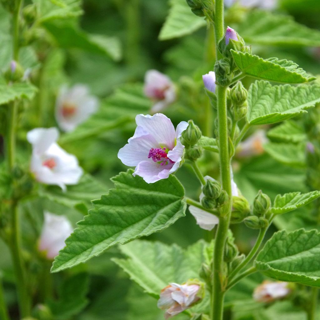 Althaea officinalis