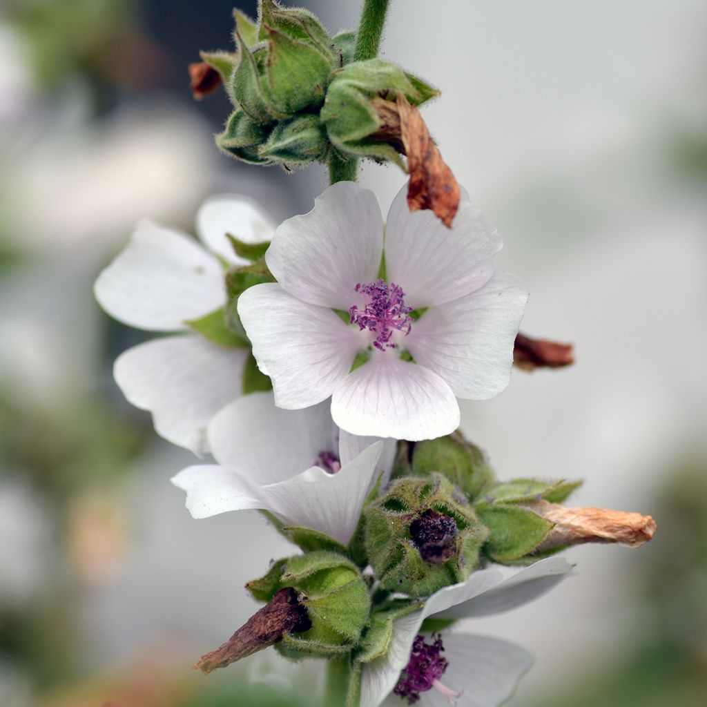 Althaea officinalis