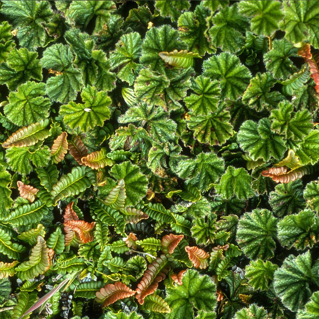 Gunnera magellanica